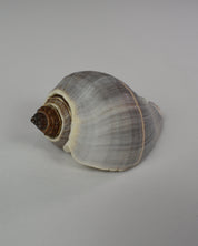Mini Conch Shell Decor