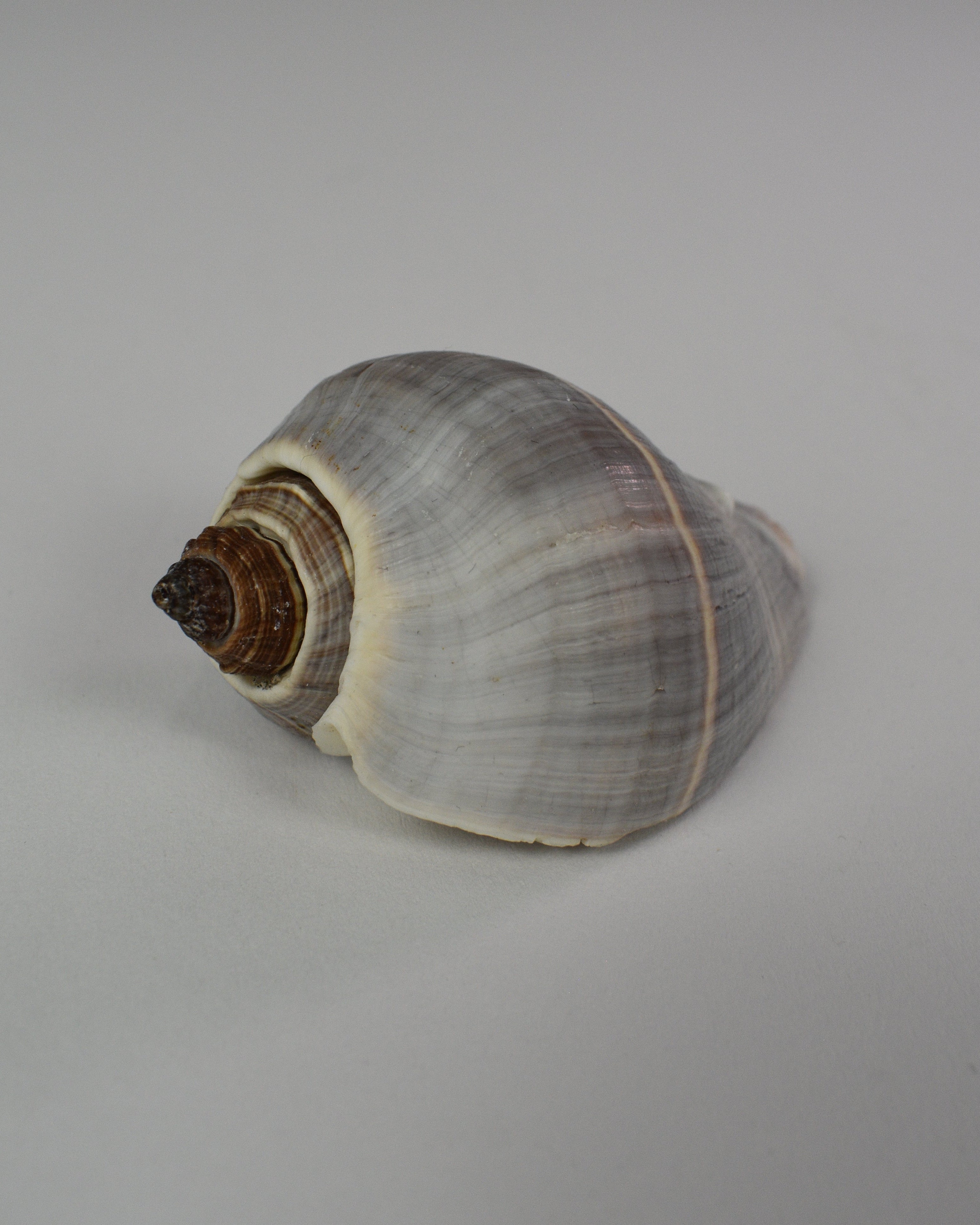 Mini Conch Shell Decor