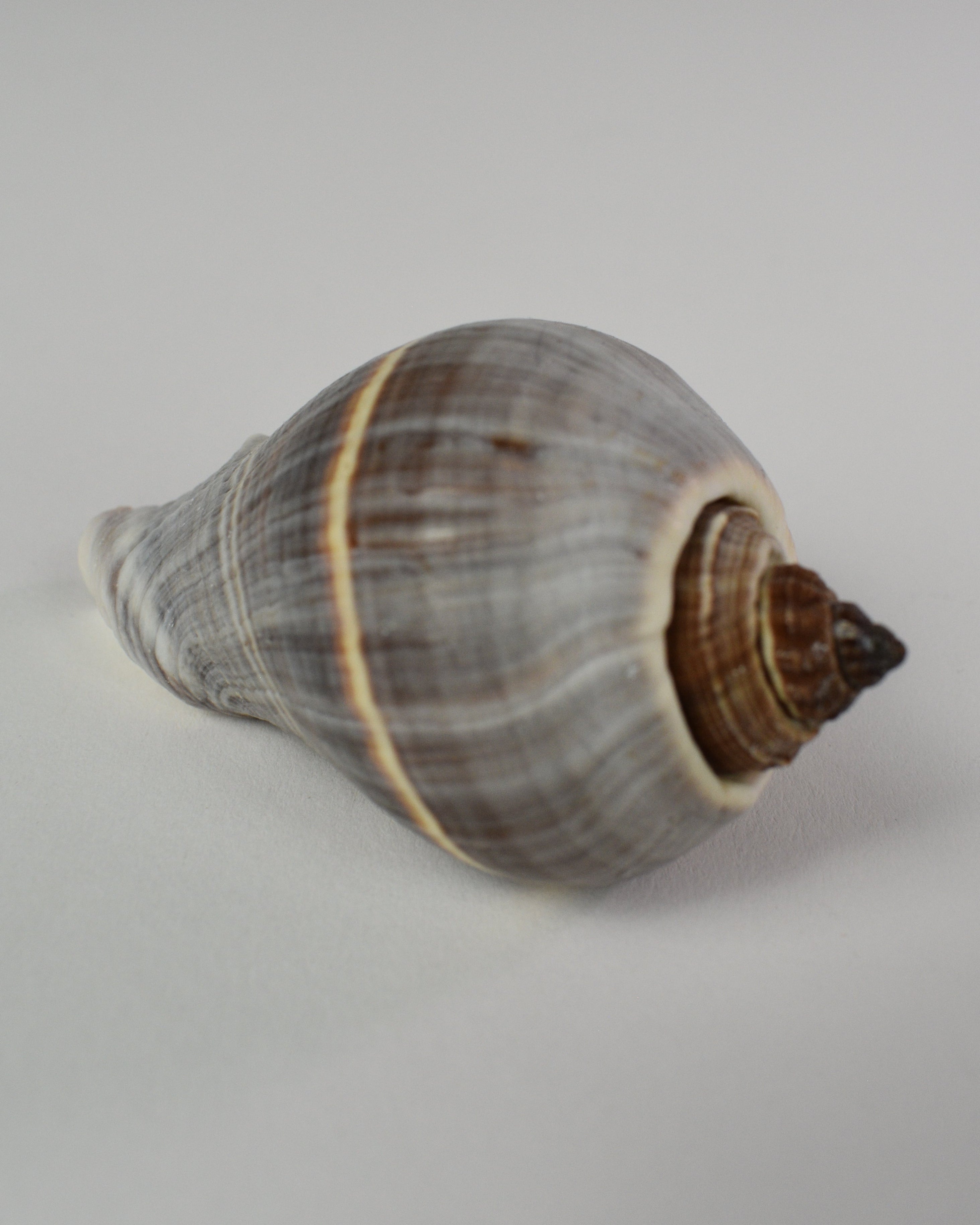 Mini Conch Shell Decor