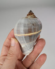 Mini Conch Shell Decor