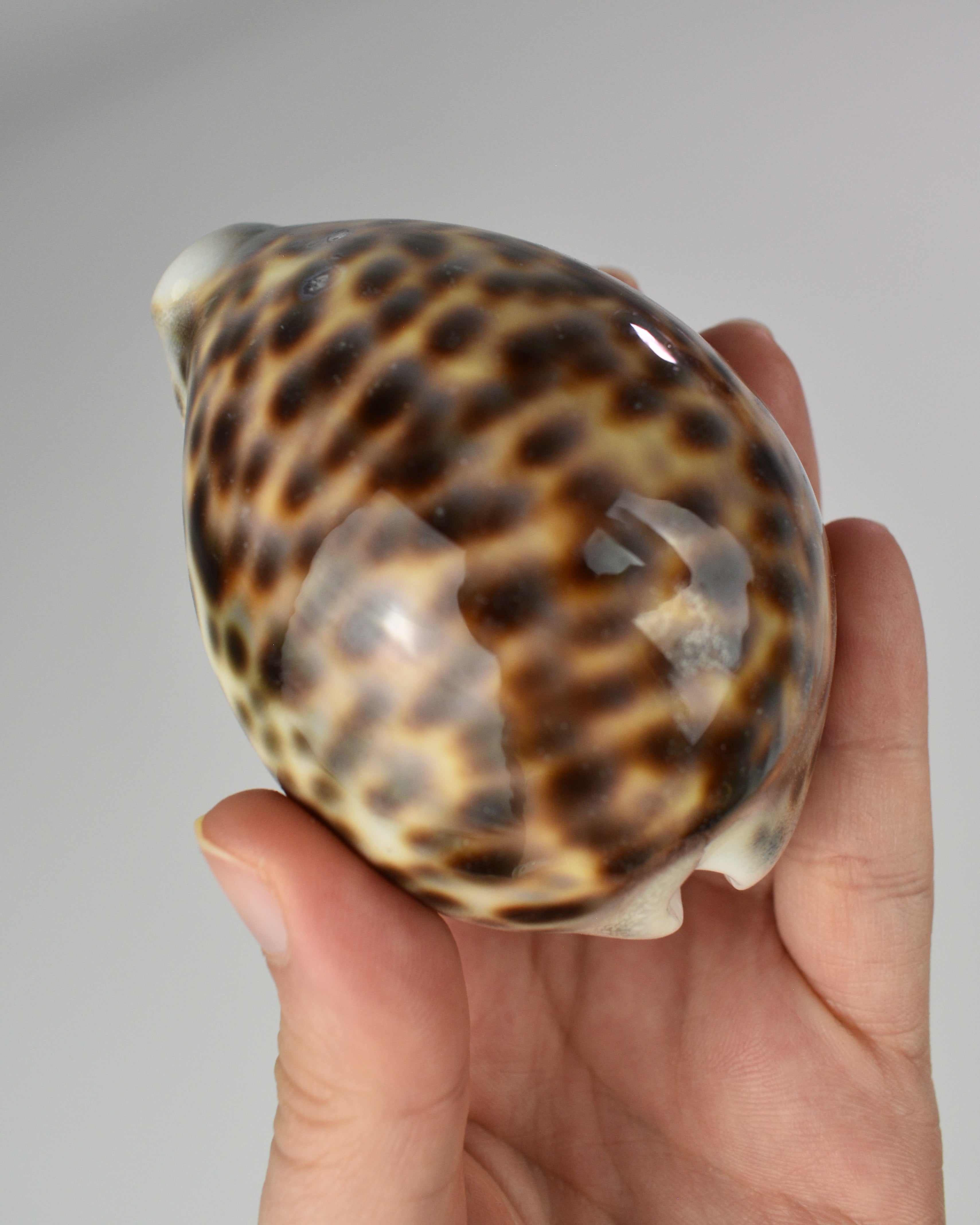 Tiger Cowrie Shell Decor