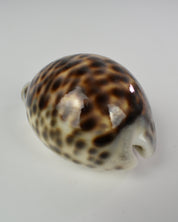 Tiger Cowrie Shell Decor