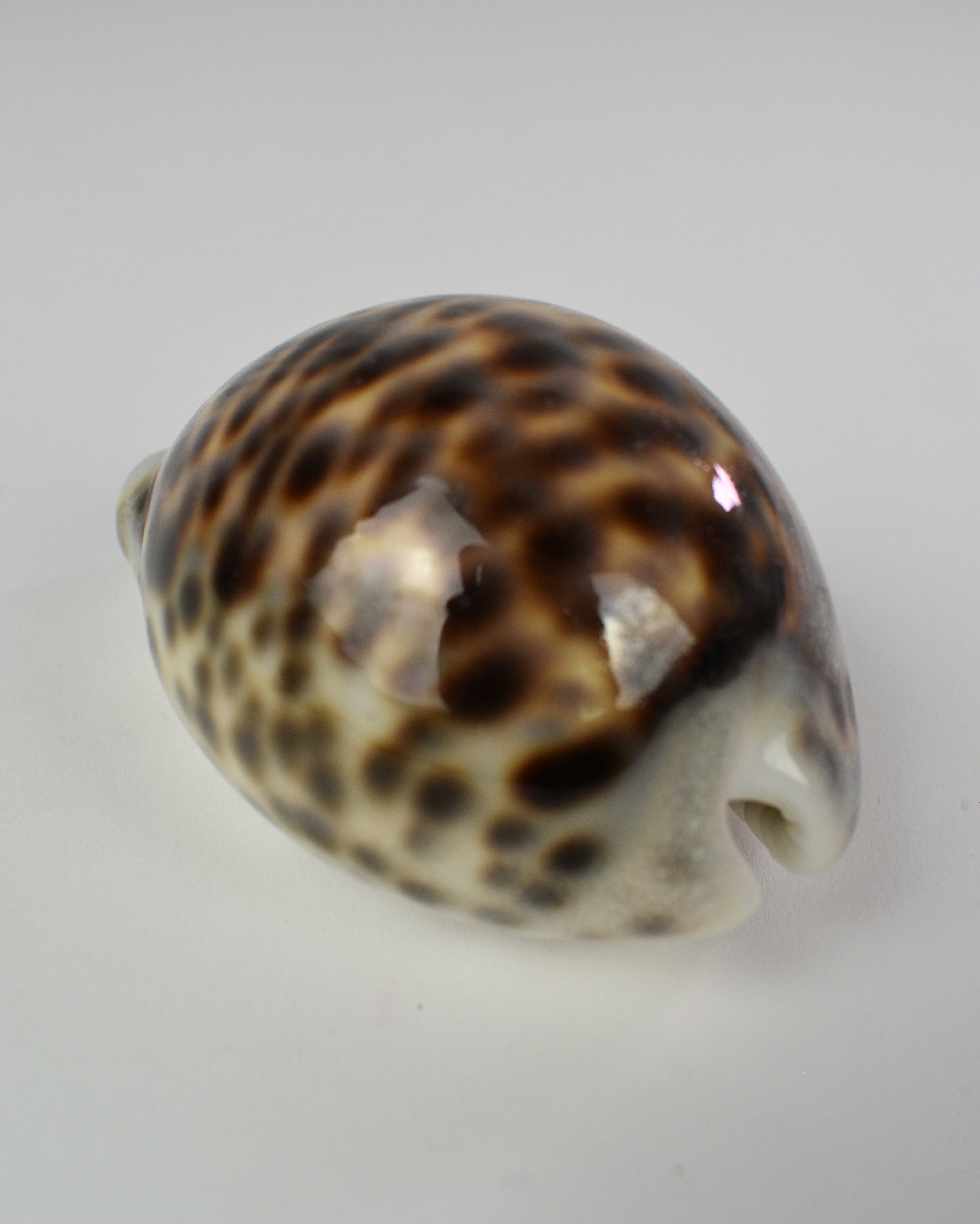 Tiger Cowrie Shell Decor