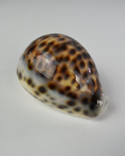 Tiger Cowrie Shell Decor