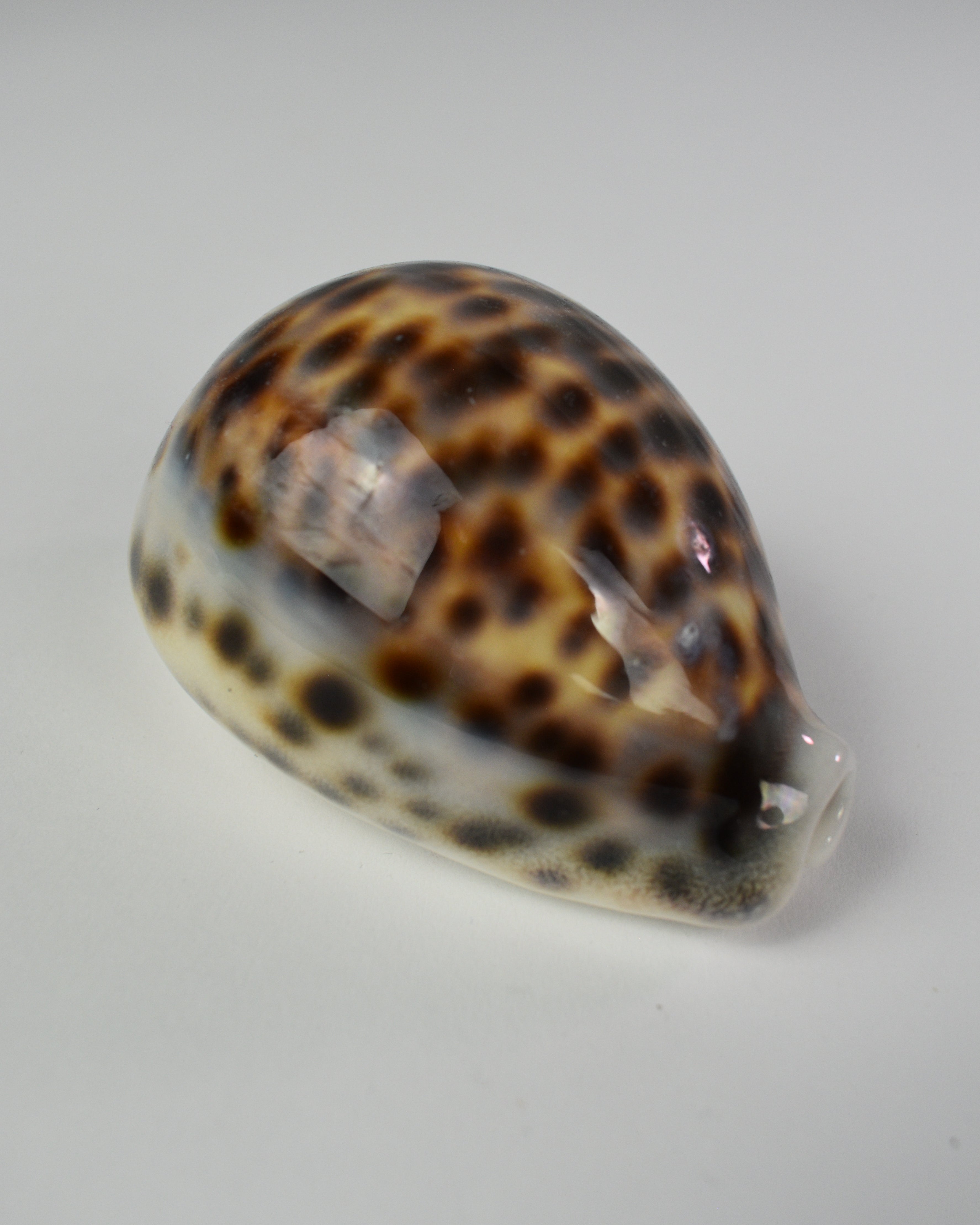 Tiger Cowrie Shell Decor