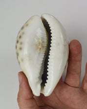 Tiger Cowrie Shell Decor