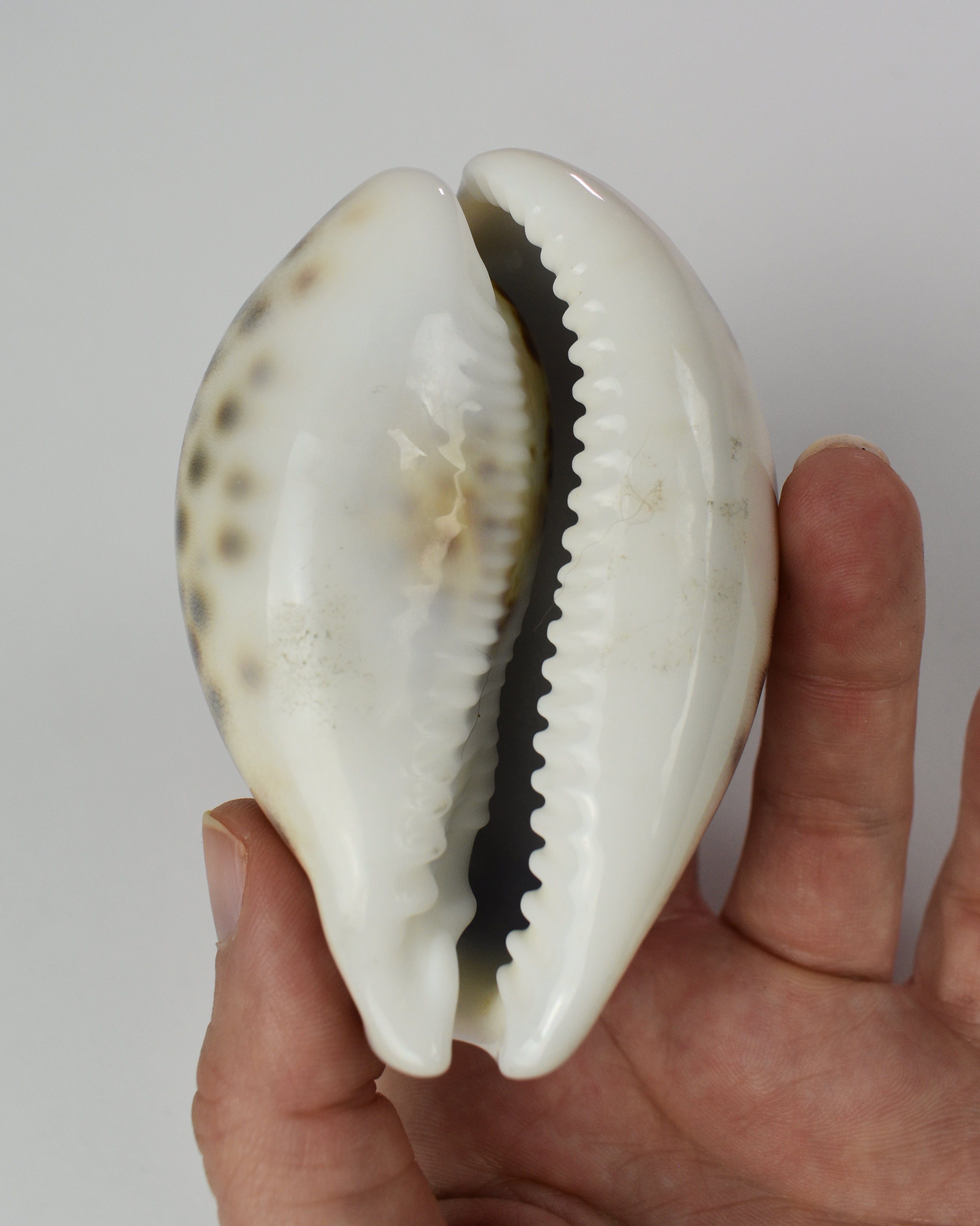 Tiger Cowrie Shell Decor