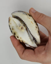 Pisces Shell