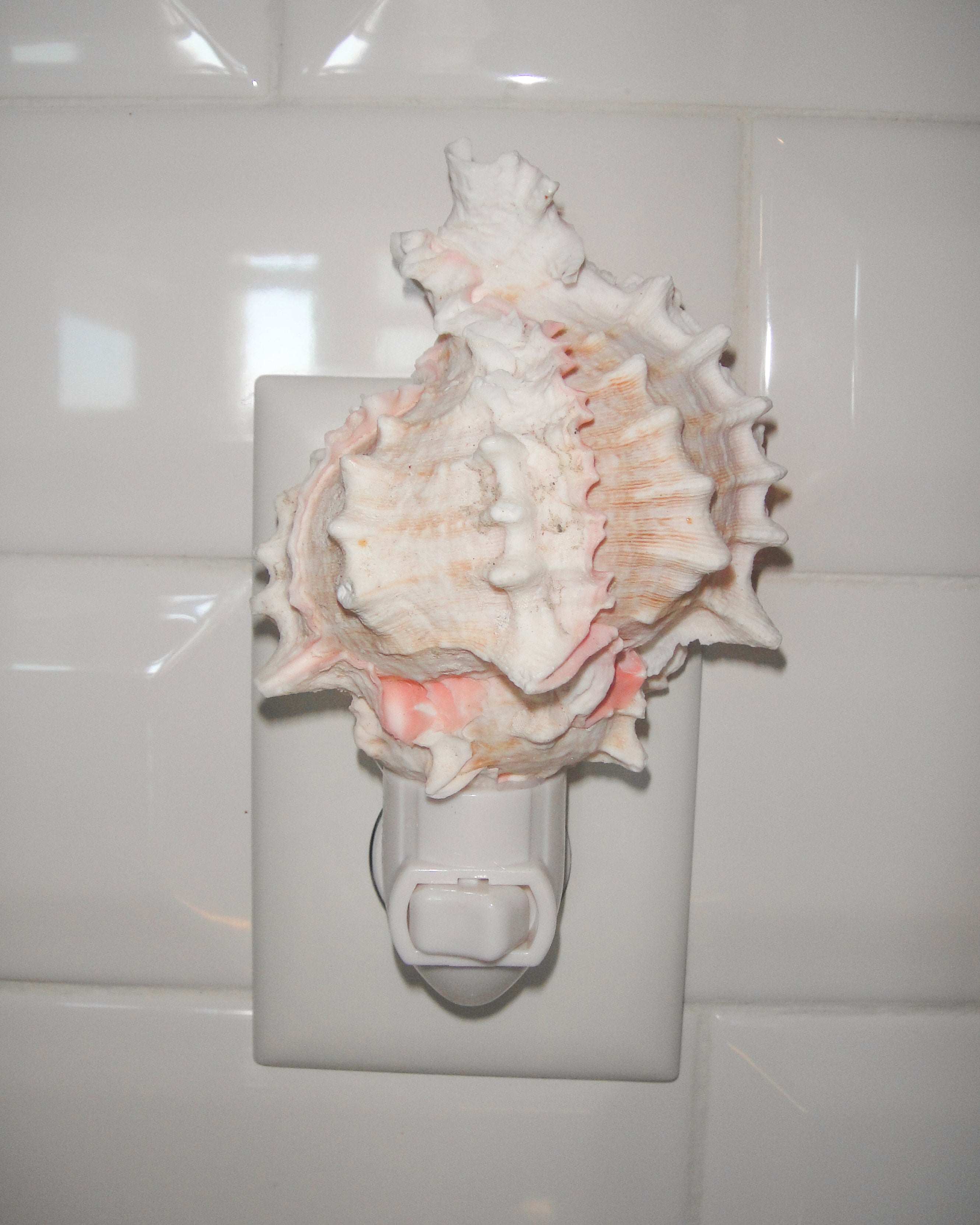 Pink Murex Night Light