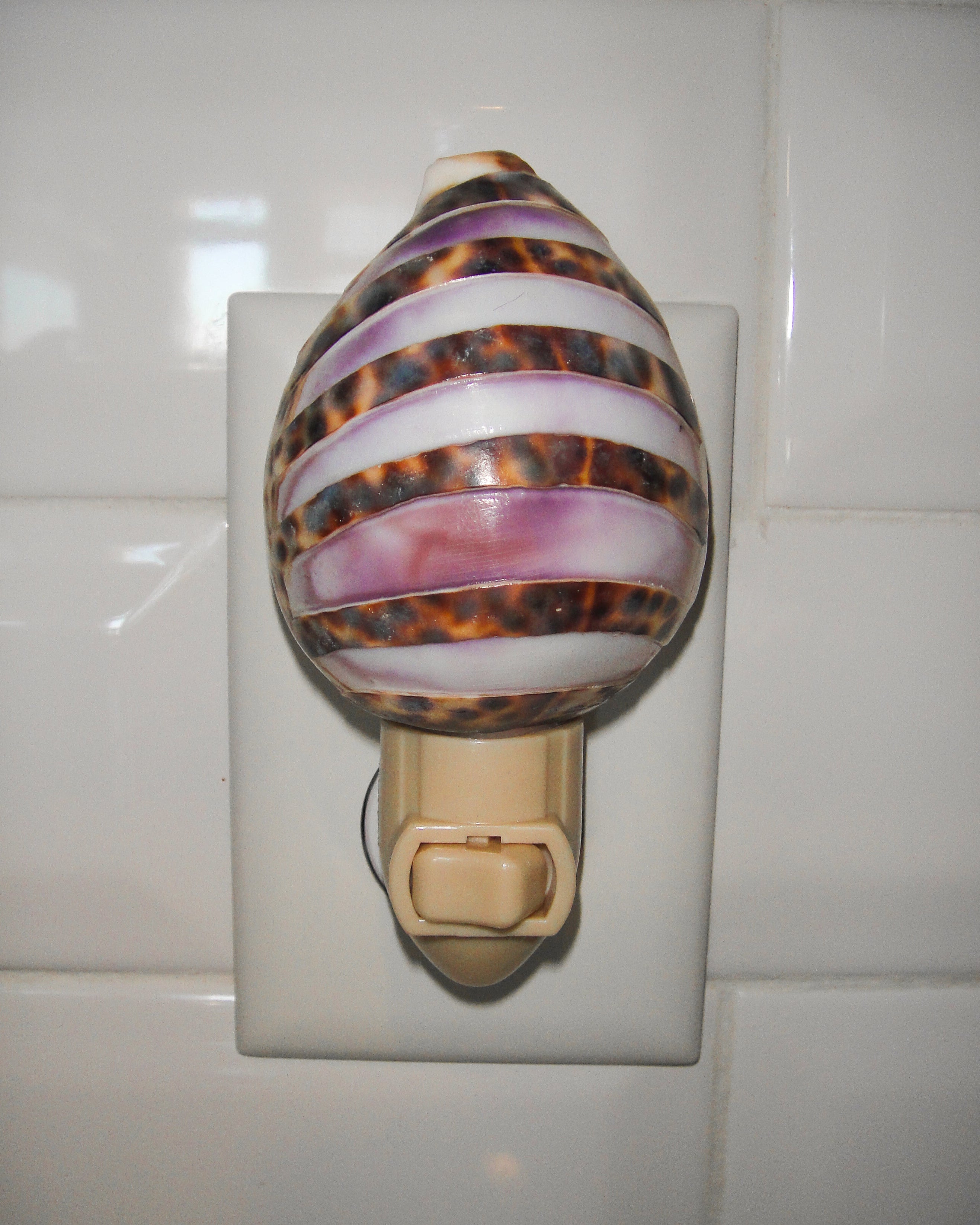 Tiger Cowry Night Light
